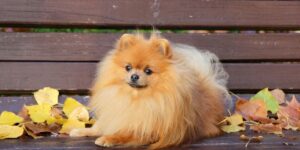 Pomeranian: koeratõug, mis köidab südameid