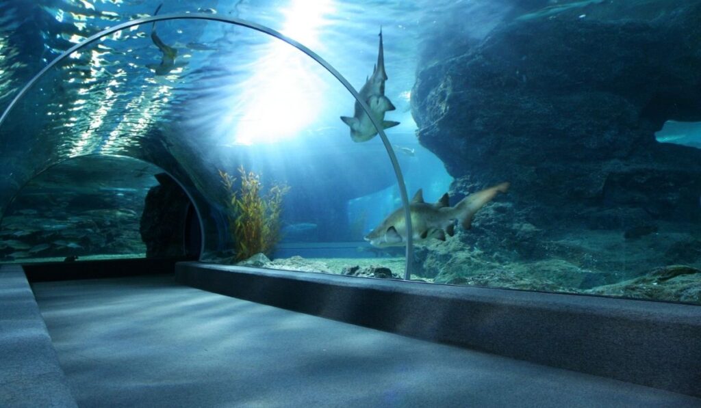 Dubai akvaarium - vaatamisväärsus Dubais