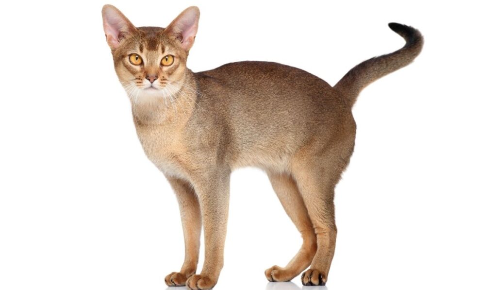 Kassitõud - Abessiinia kass