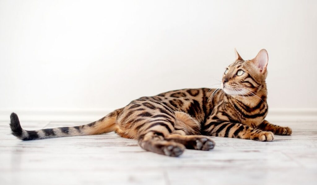 Kassitõud - Bengali kass