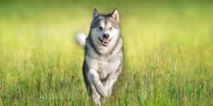 Alaska malamuut - jõuline koer tõelise iseloomuga