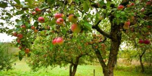 Õunapuu istutamine - kõik, mida peab teadma
