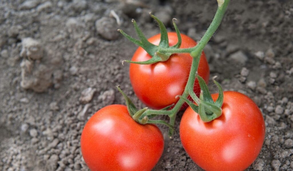 Tomatite istutamine 2