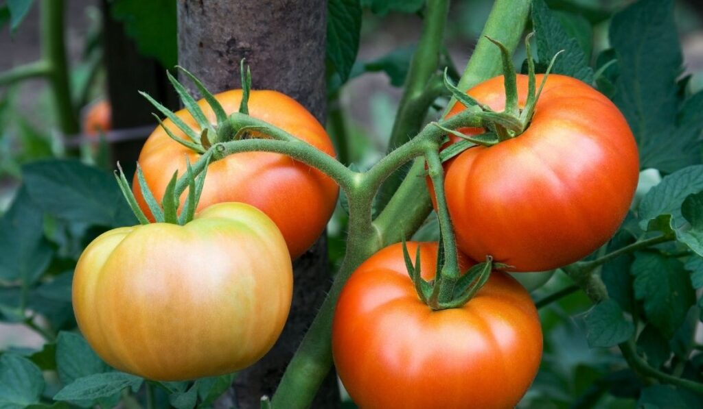 Tomatite istutamine 3