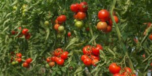 Tomatite istutamine  ja parim aeg seemnete külvamiseks