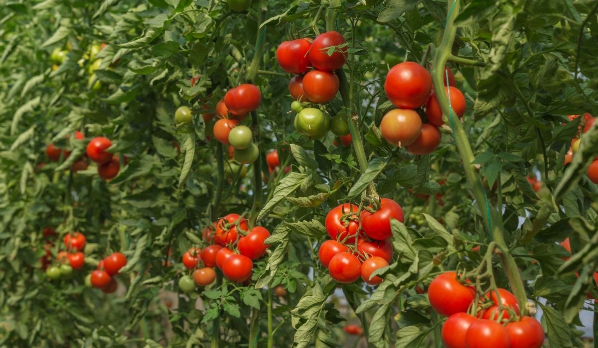 Tomatite-istutamine